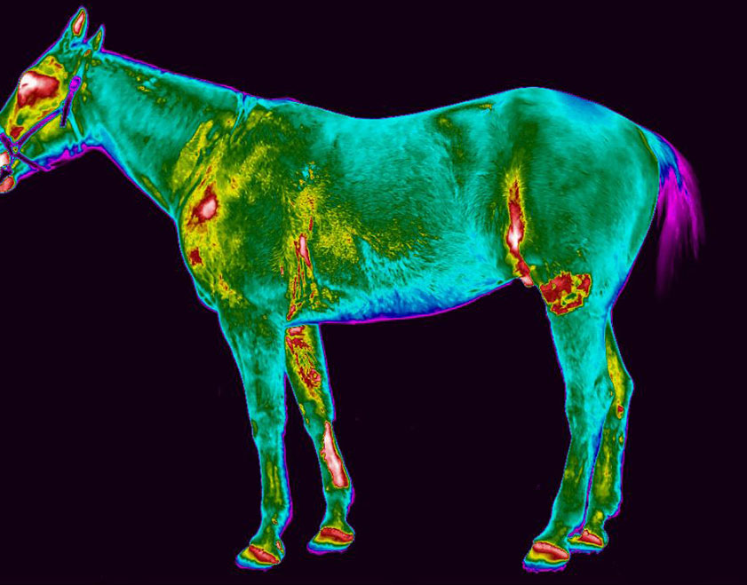 horse-thermal